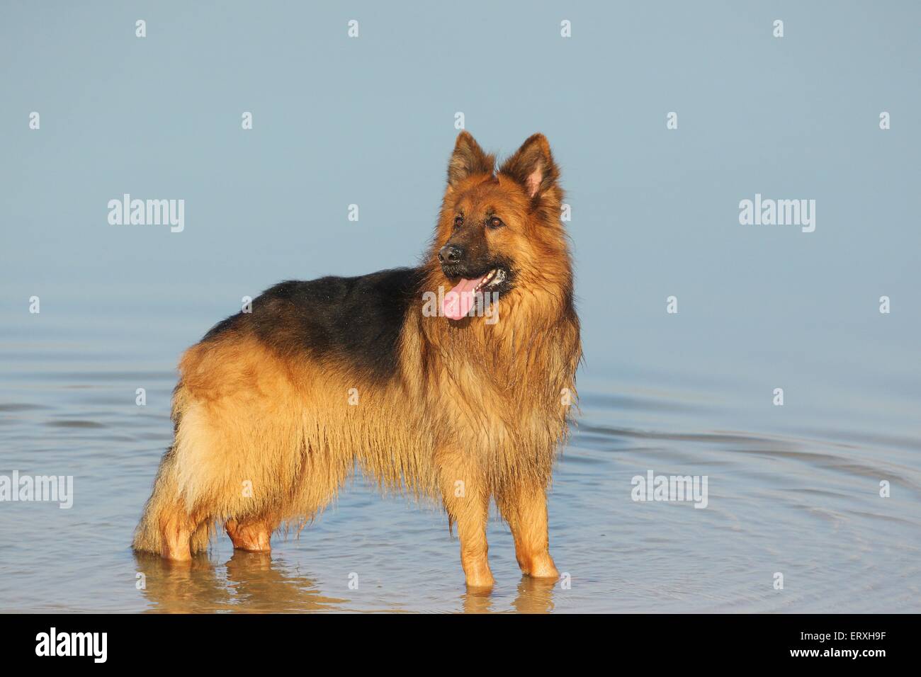 bathing Old German Shepherd Stock Photo Alamy