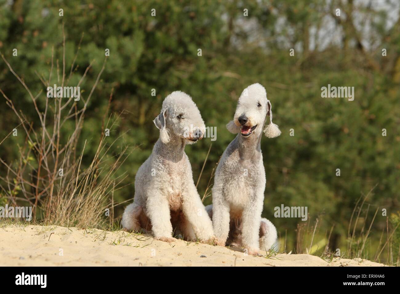 2 Bedlington Terrier Stock Photo Alamy