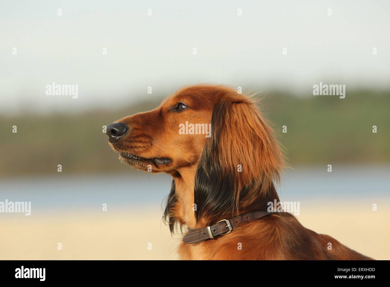 longhaired dachshund portrait Stock Photo