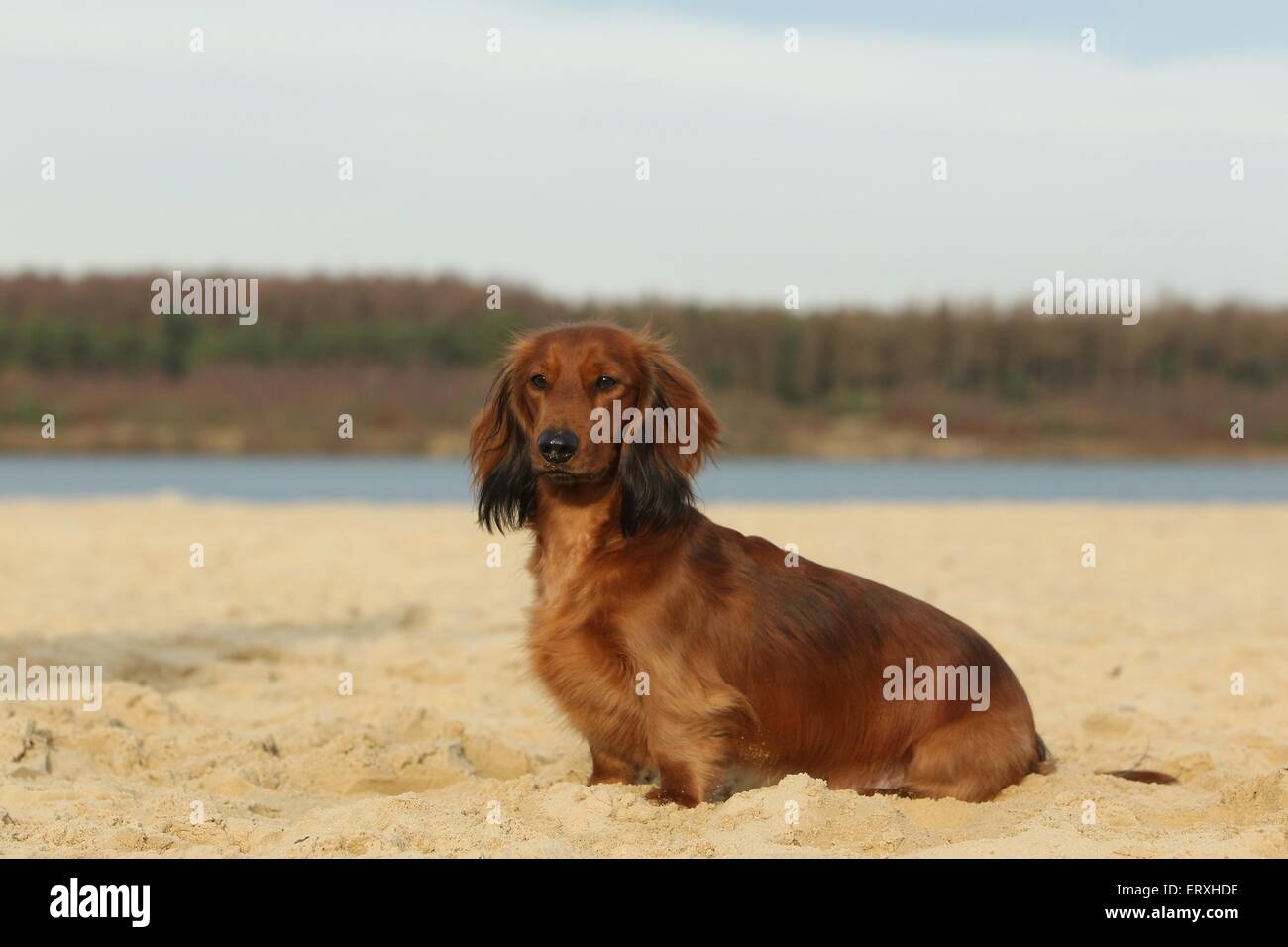 sitting longhaired dachshund Stock Photo