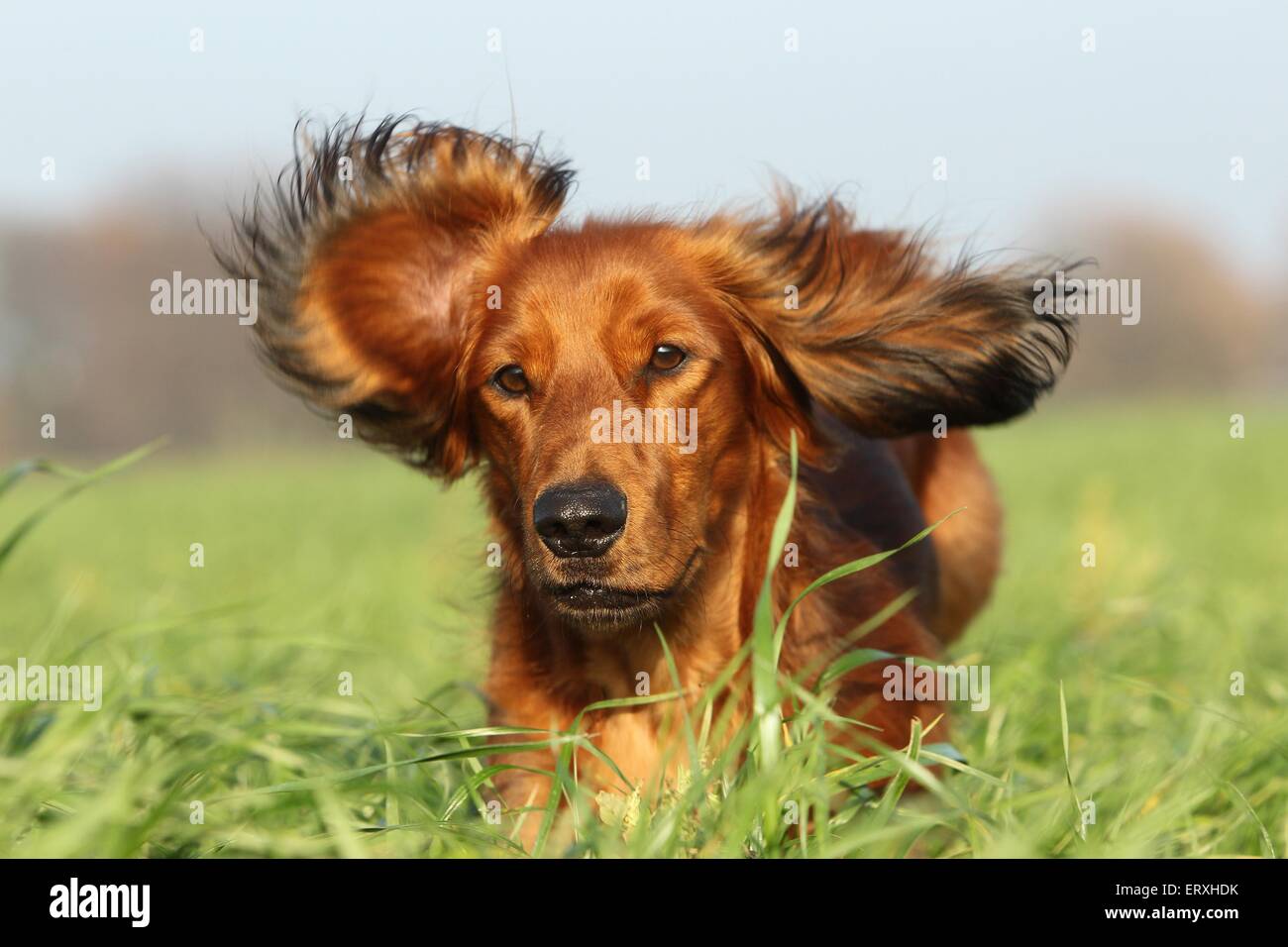 How Fast Can A Dachshund Run