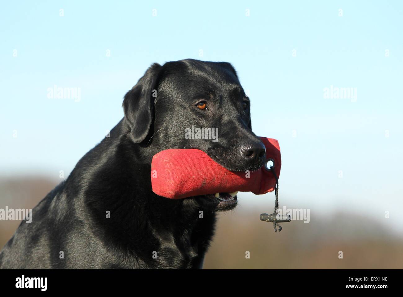 Cabela's Gun Dog GS4000 Dog Training System Cabela's, 60 OFF