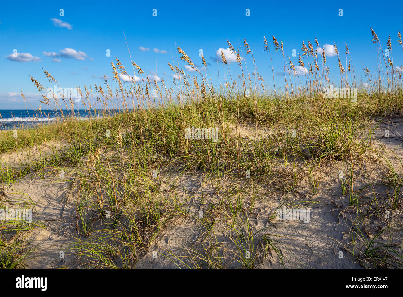 Outer Banks, Avon, North Carolina. Sea Oats (Uniola Paniculata) Stabilizes Sand along the Beach