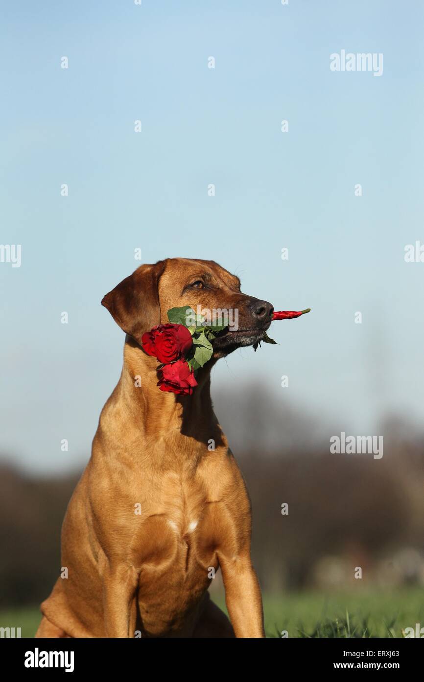 Rhodesian Ridgeback with roses Stock Photo - Alamy