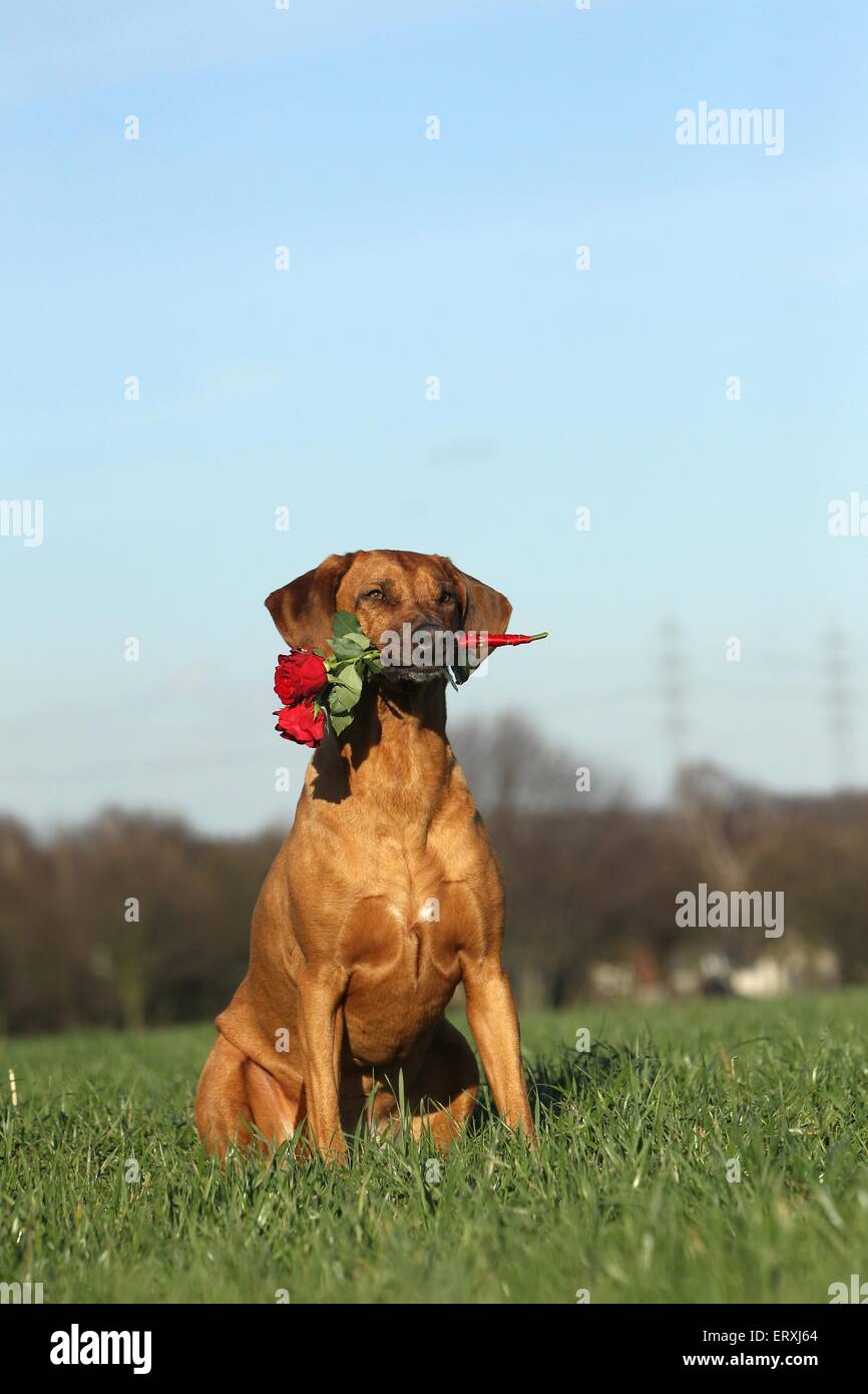 Rhodesian Ridgeback with roses Stock Photo - Alamy