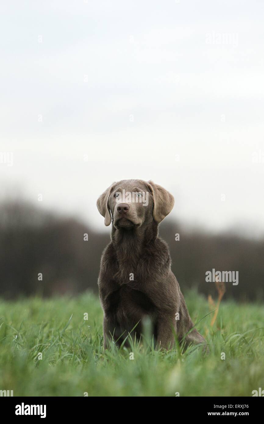 sitting Labrador Retriever Stock Photo - Alamy
