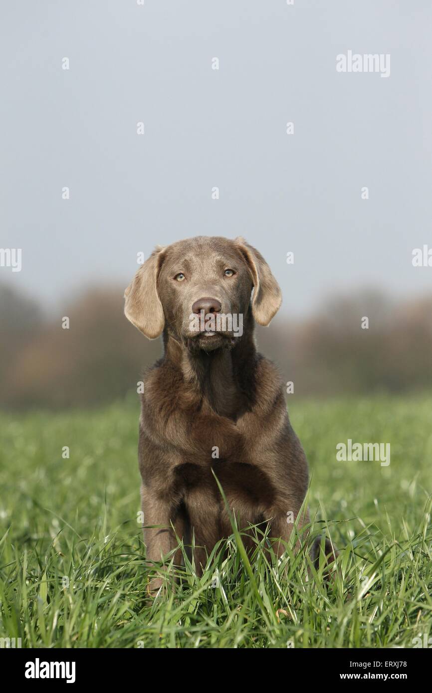 sitting Labrador Retriever Stock Photo - Alamy