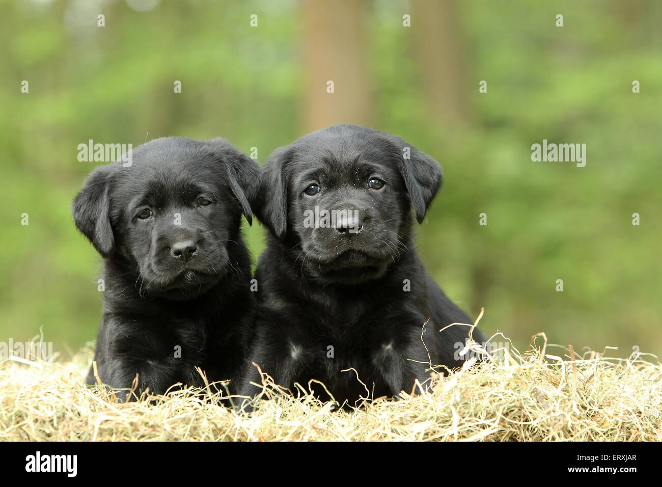 Black labrador puppies hi-res stock photography and images - Alamy