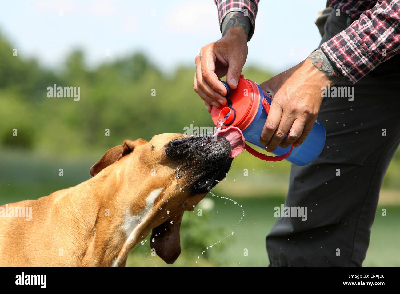 drinking German Boxer Stock Photo Alamy