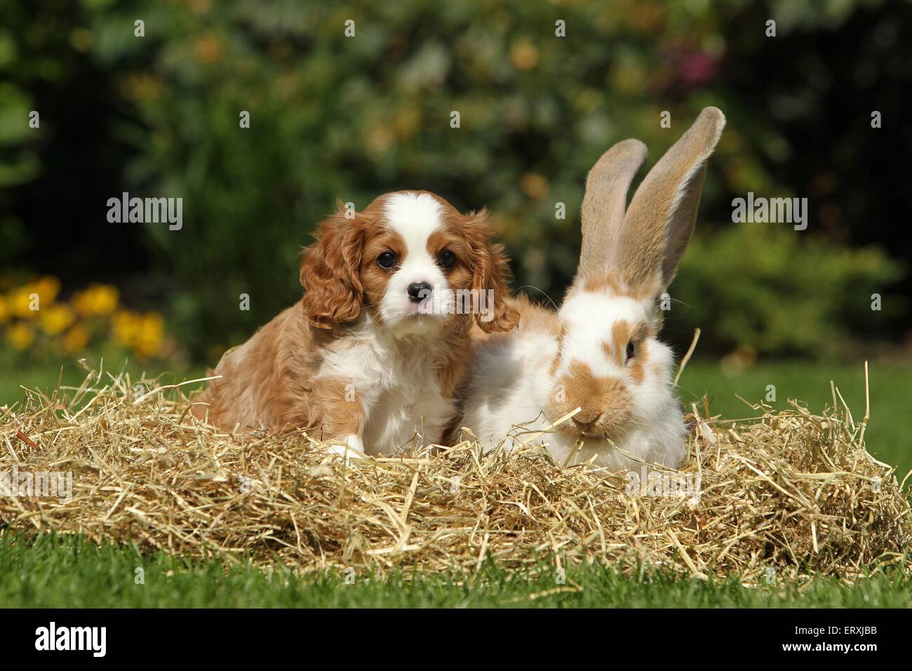 dog and rabbit Stock Photo - Alamy