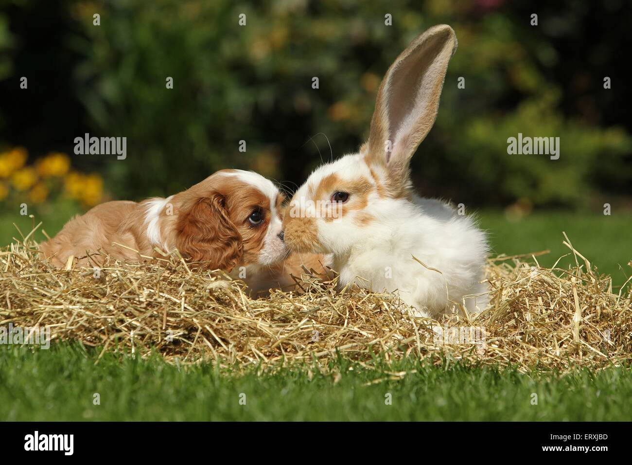 dog and rabbit Stock Photo