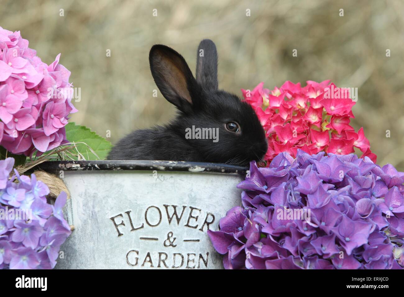 Baby bunnies hi-res stock photography and images - Alamy