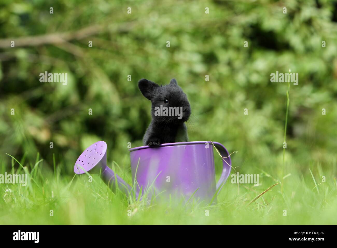 Baby bunnies hi-res stock photography and images - Alamy