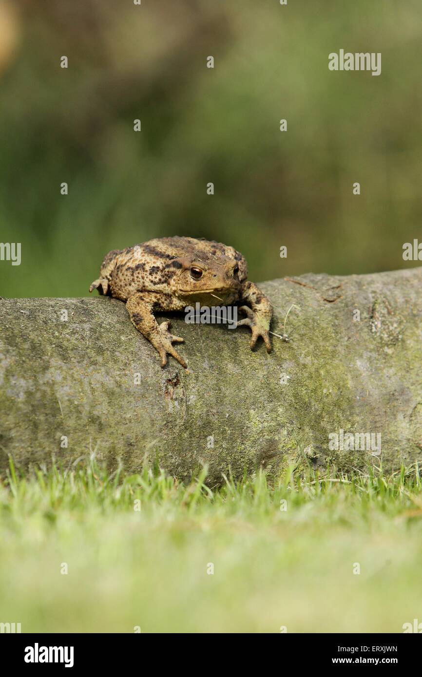 common toad Stock Photo