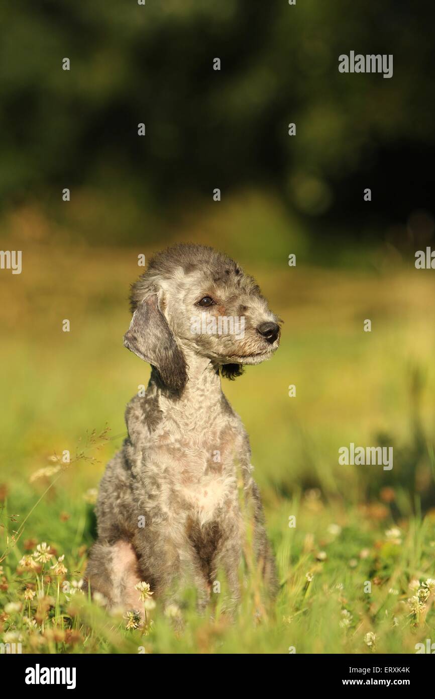 Bedlington Terrier Puppy Stock Photo Alamy