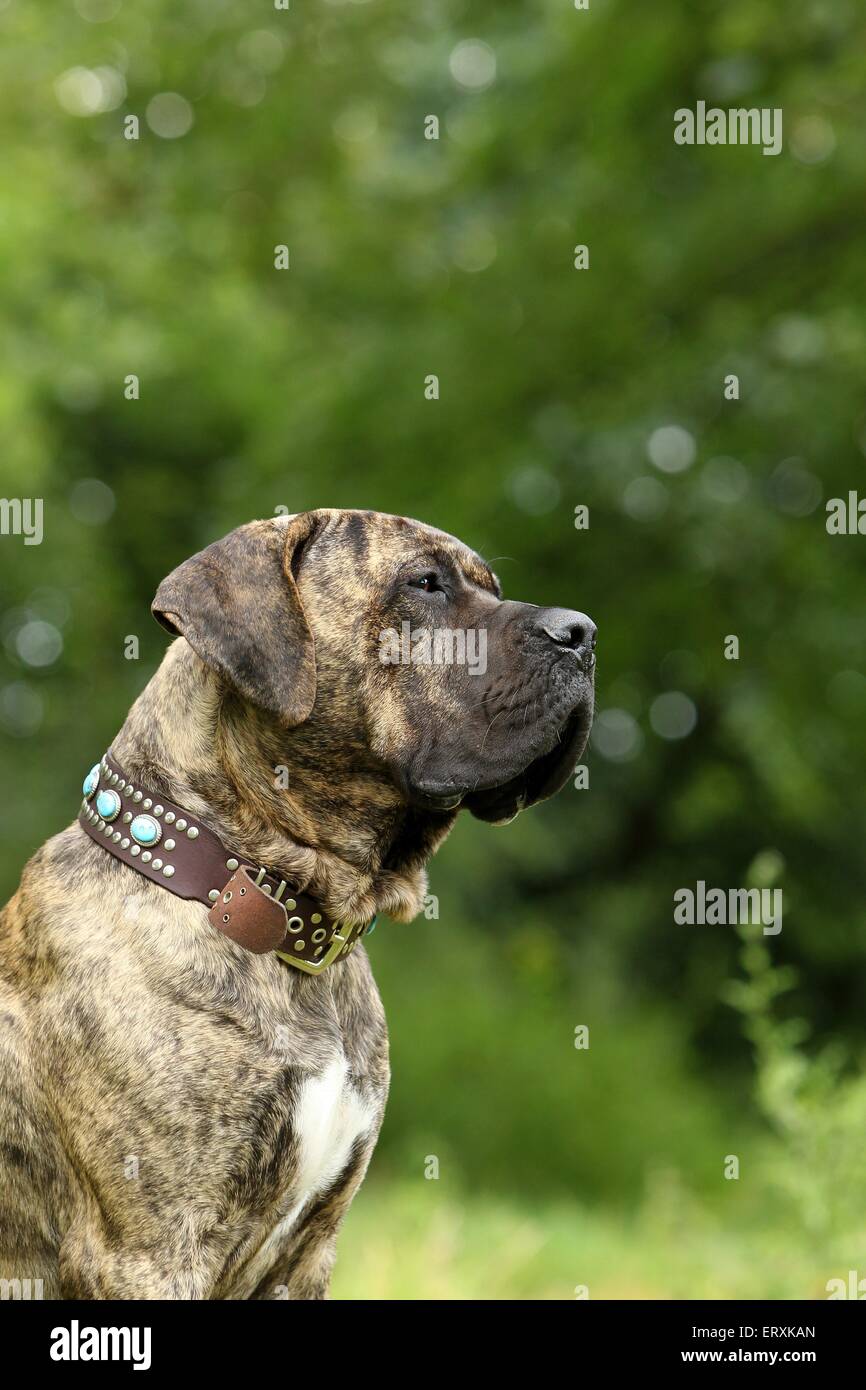 Dogo Canario Portrait Stock Photo