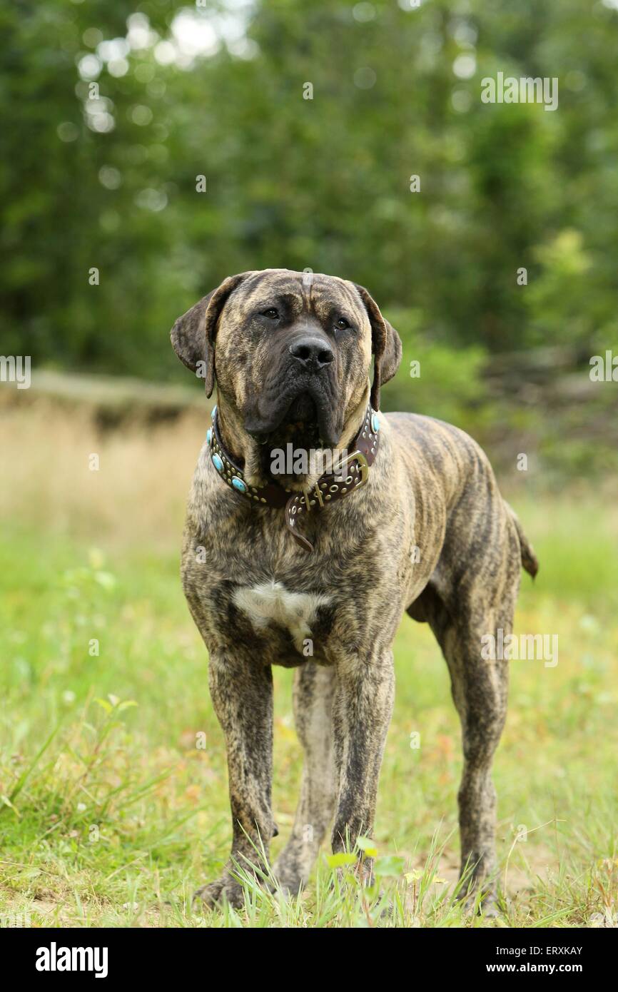 standing Dogo Canario Stock Photo