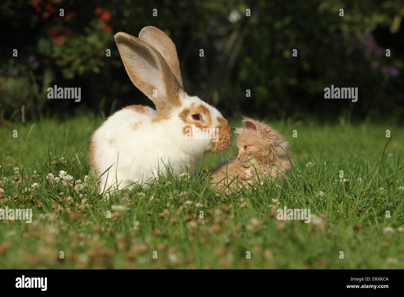 Maine Coon Kitten and rabbit Stock Photo - Alamy
