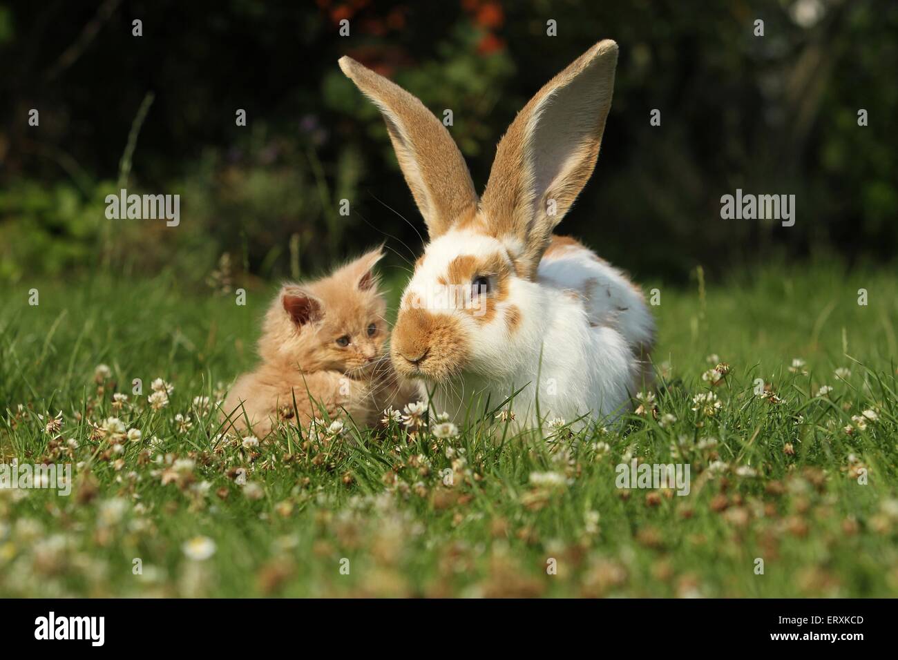 Maine Coon Kitten and rabbit Stock Photo - Alamy
