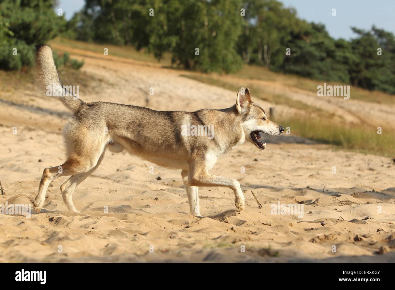 Tamaskan husky best sale