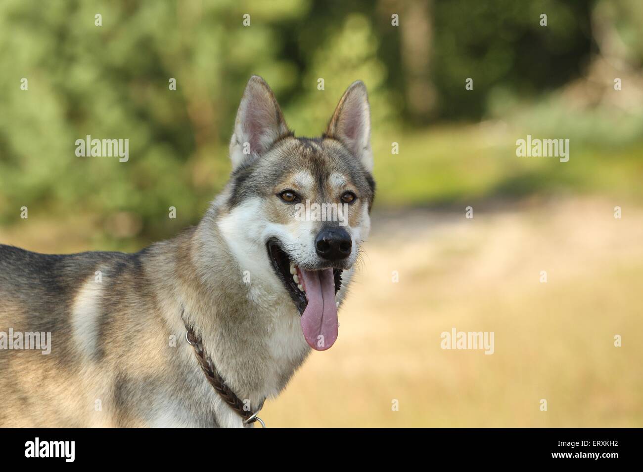 Tamaskan husky cheap