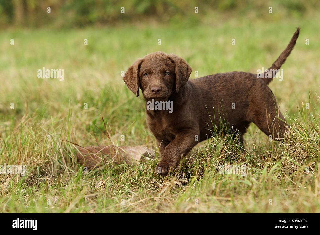 Chesapeake Bay Retriever Puppies Stock Photo Alamy