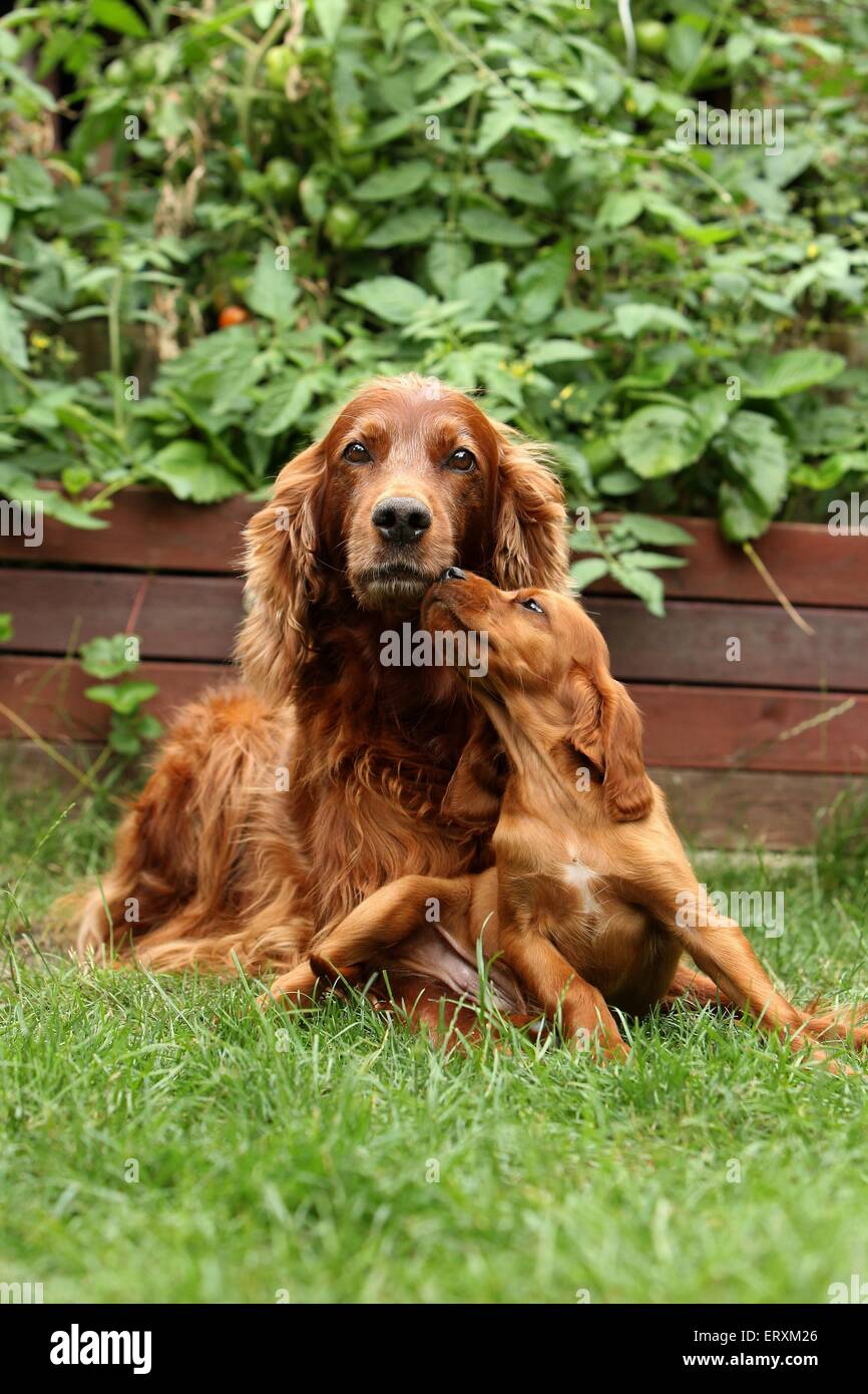 Irish Red Setter Stock Photo Alamy