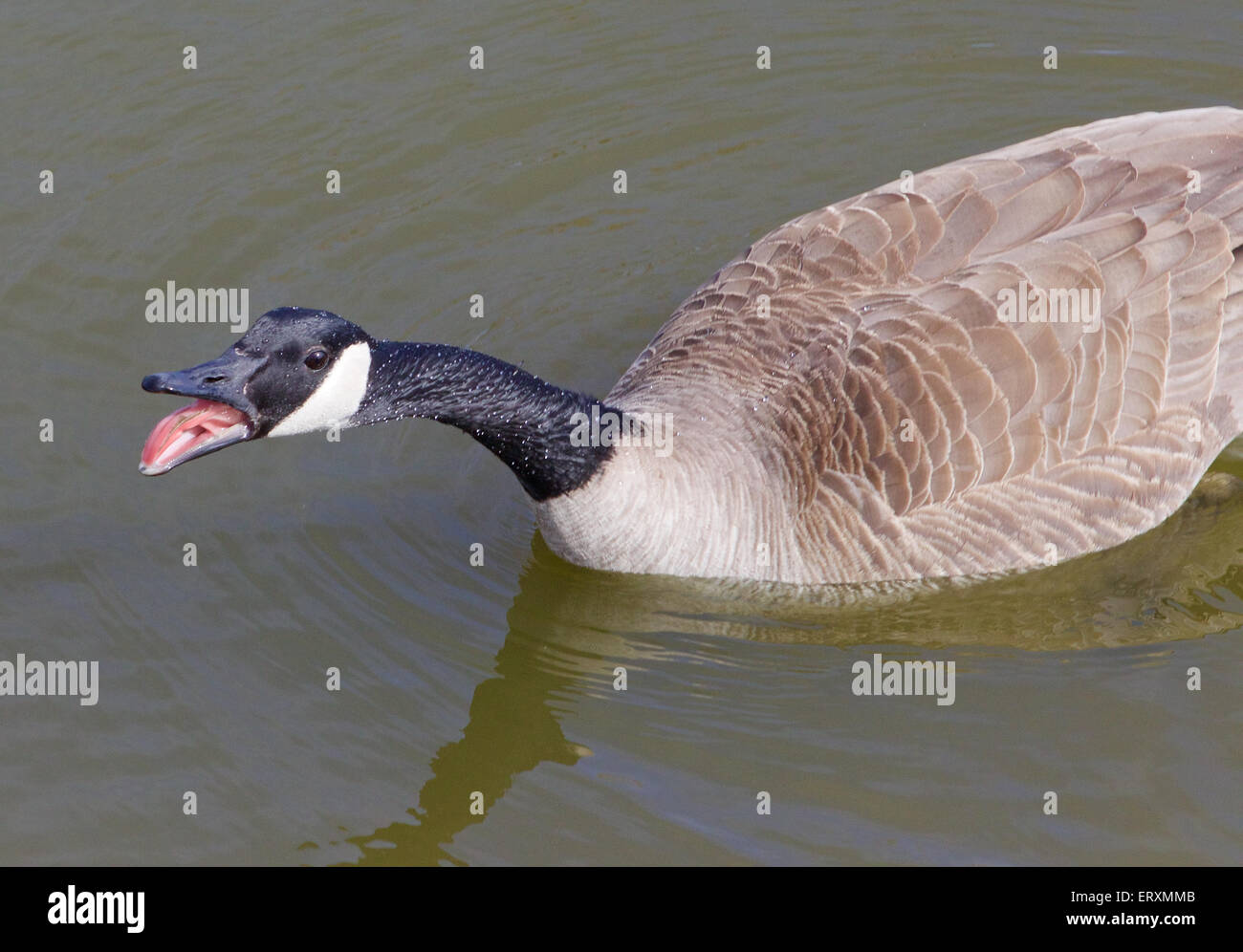 Angry cackling goose Stock Photo