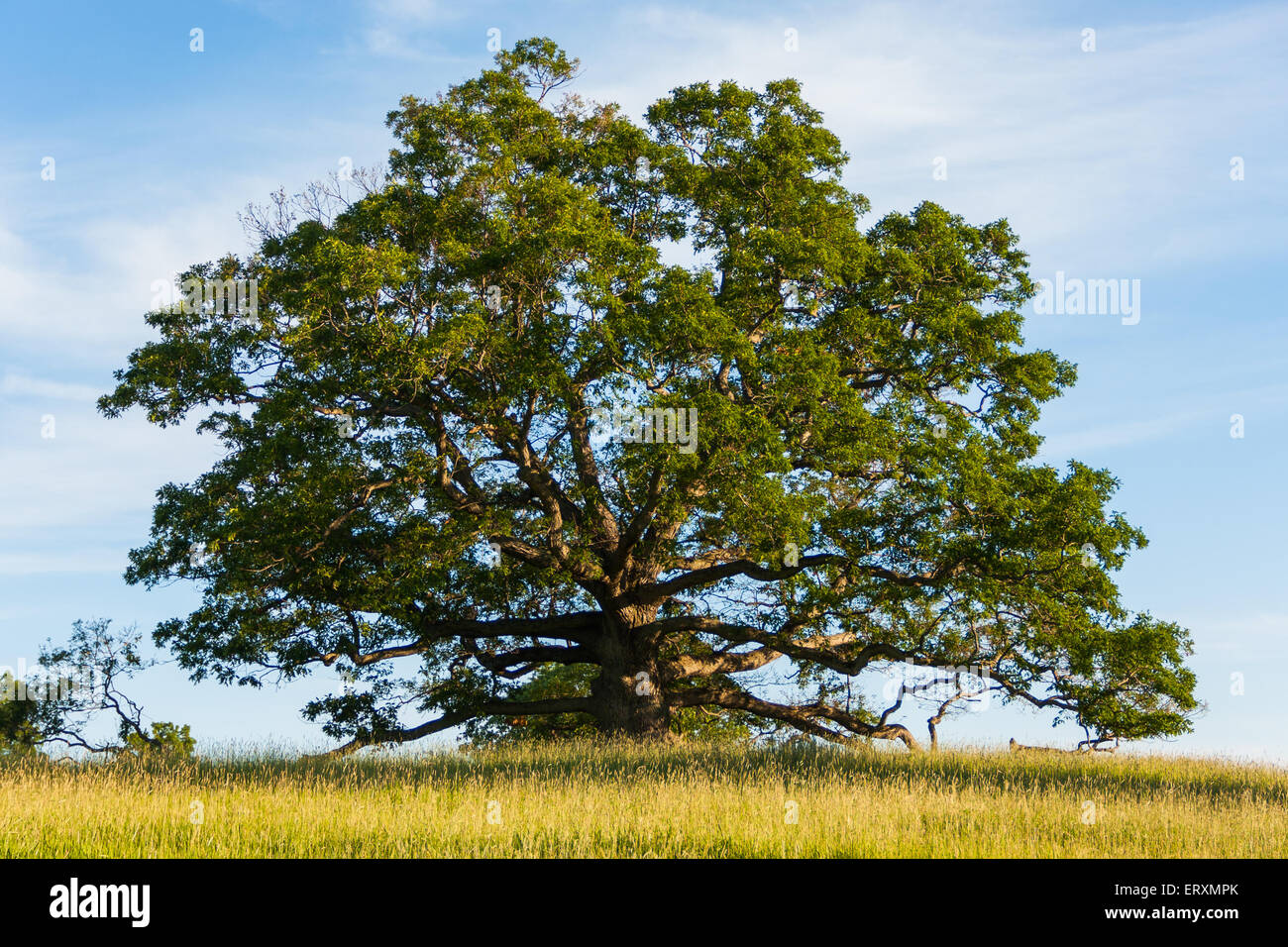 Oldgrowth oak tree, Town of Geneseo, New York Stock Photo Alamy