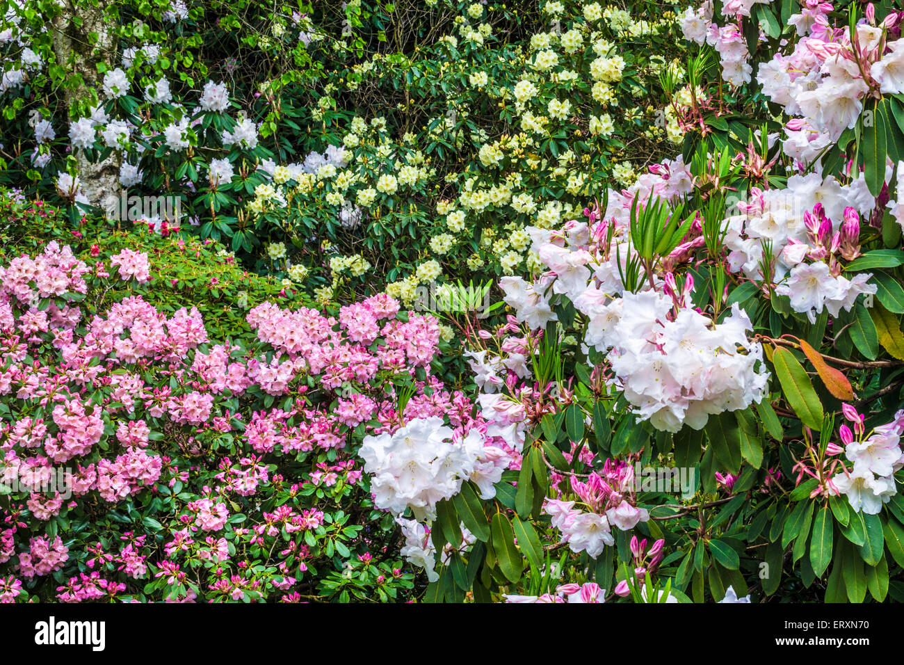 A mass of flowering Rhododendrons  in the woods of the Bowood Estate in Wiltshire. Stock Photo