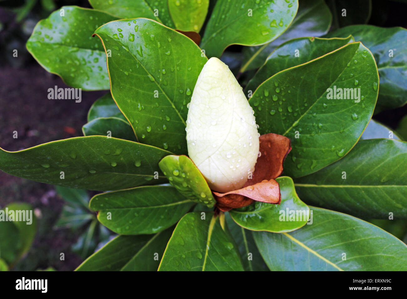 Magnolia bud just bursting into flower Stock Photo - Alamy