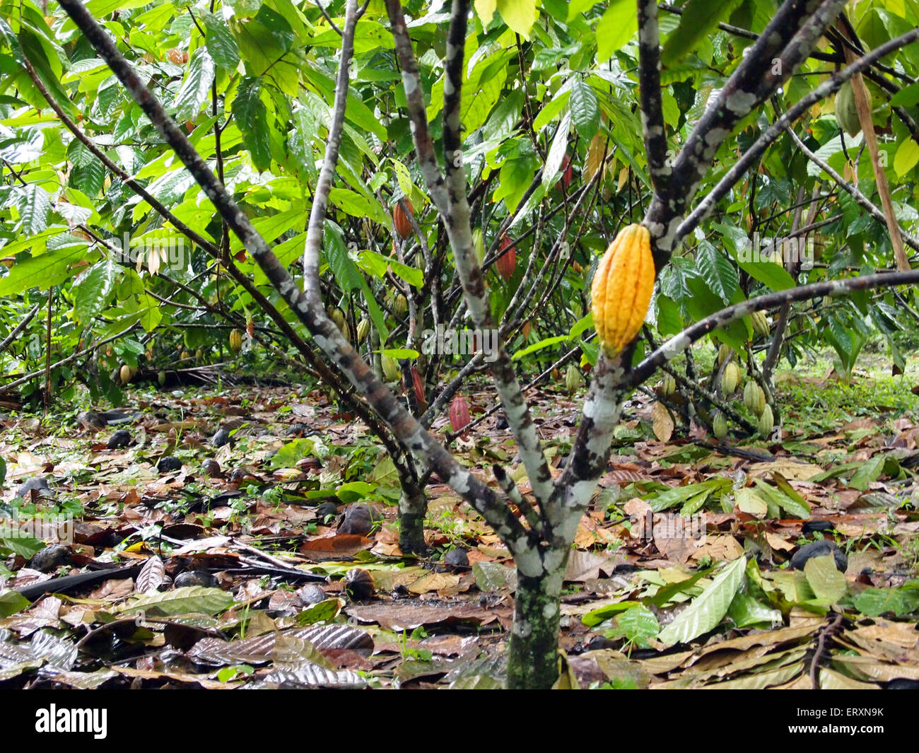 Cocoa tree hires stock photography and images Alamy