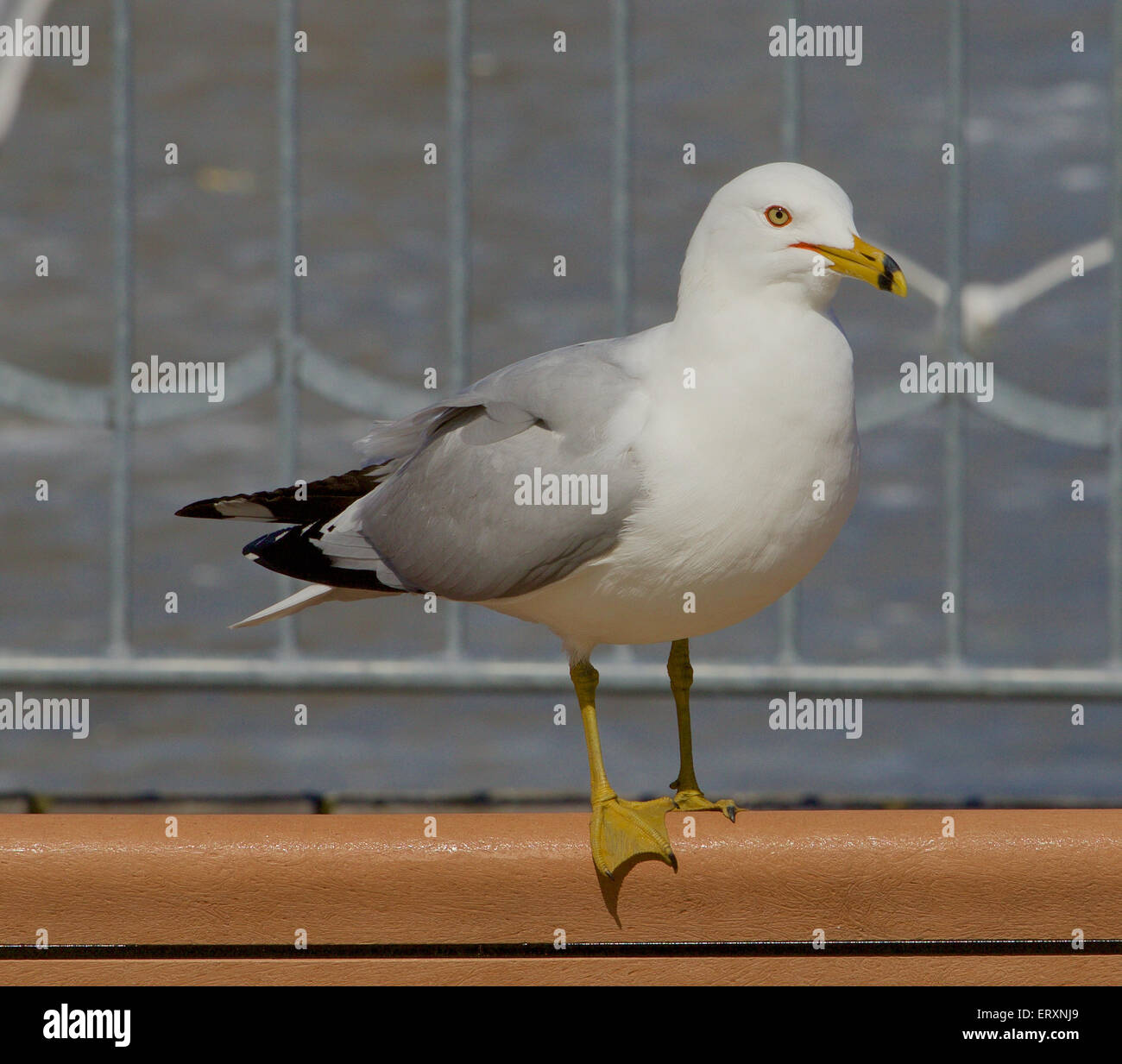 Beautiful gull Stock Photo