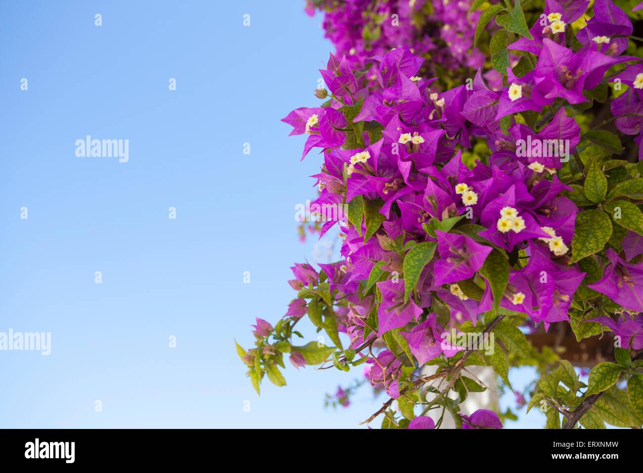 Deep pink bougainvilleas, an ornamental plant found in hot countries around the mediterranean, South America and Portugal Stock Photo