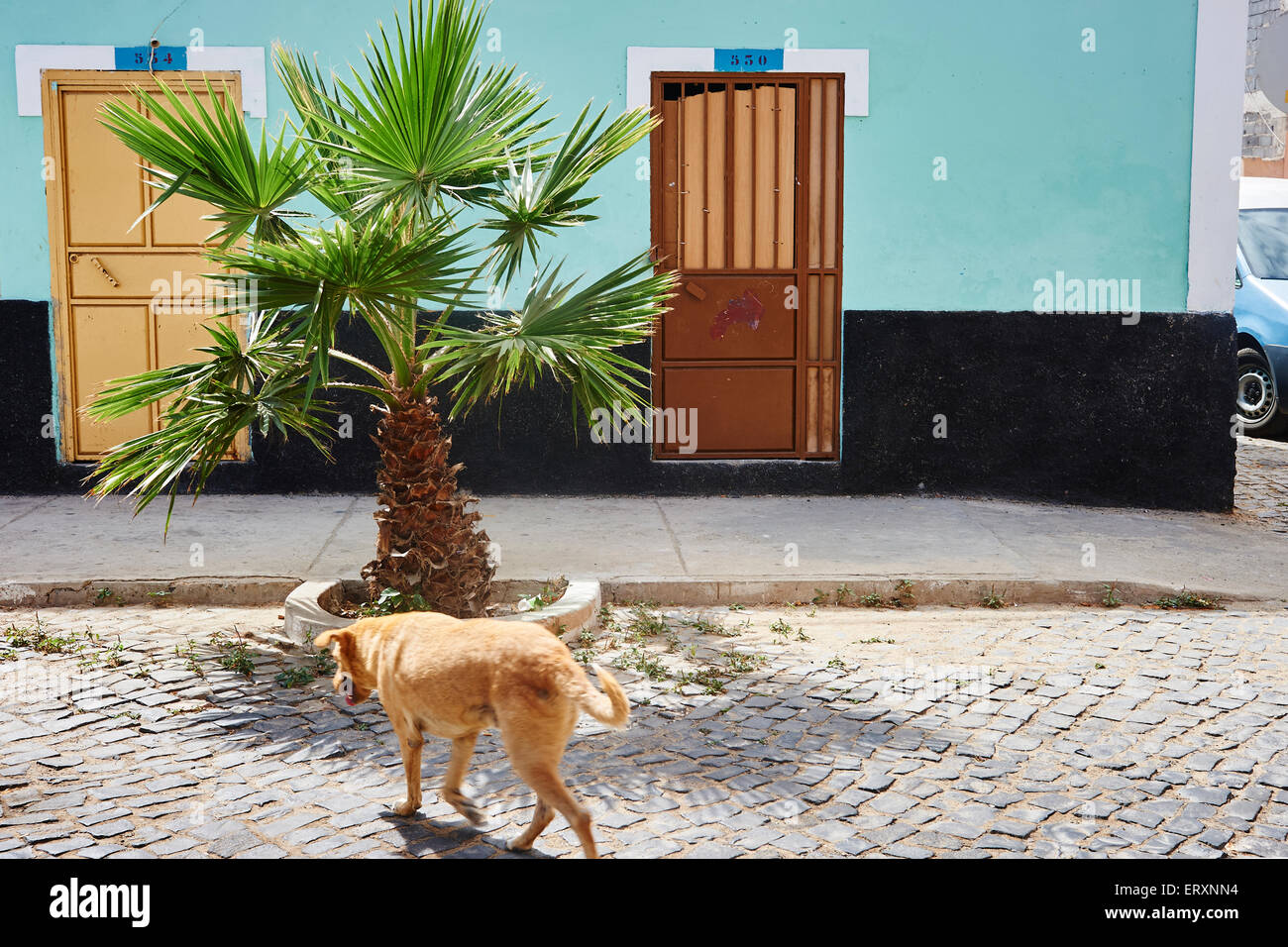 A dog crosses the street in Sal's town center, Cape Verde Stock Photo