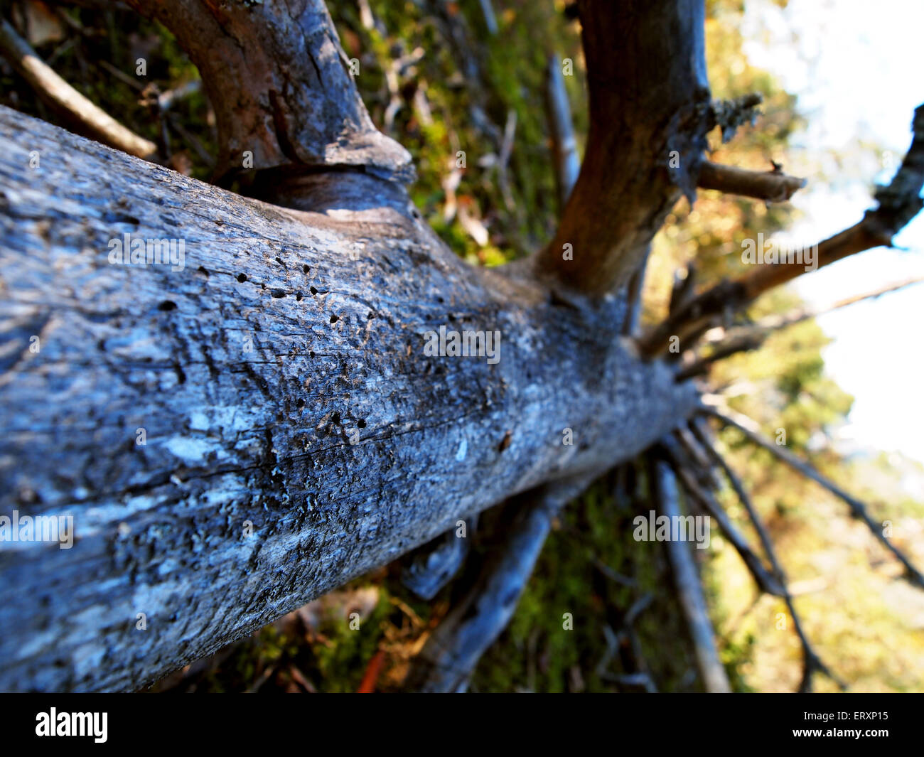 fallen tree close up Stock Photo
