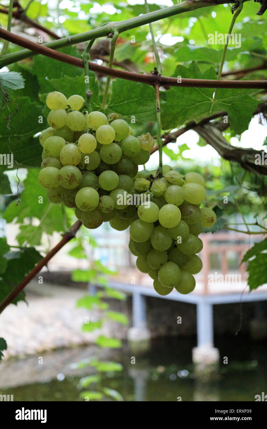 table grapes growing on vine Stock Photo Alamy