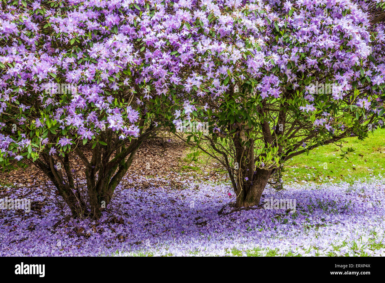Rhododendrons in the quarry in the woods of the Bowood Estate in Wiltshire. Stock Photo