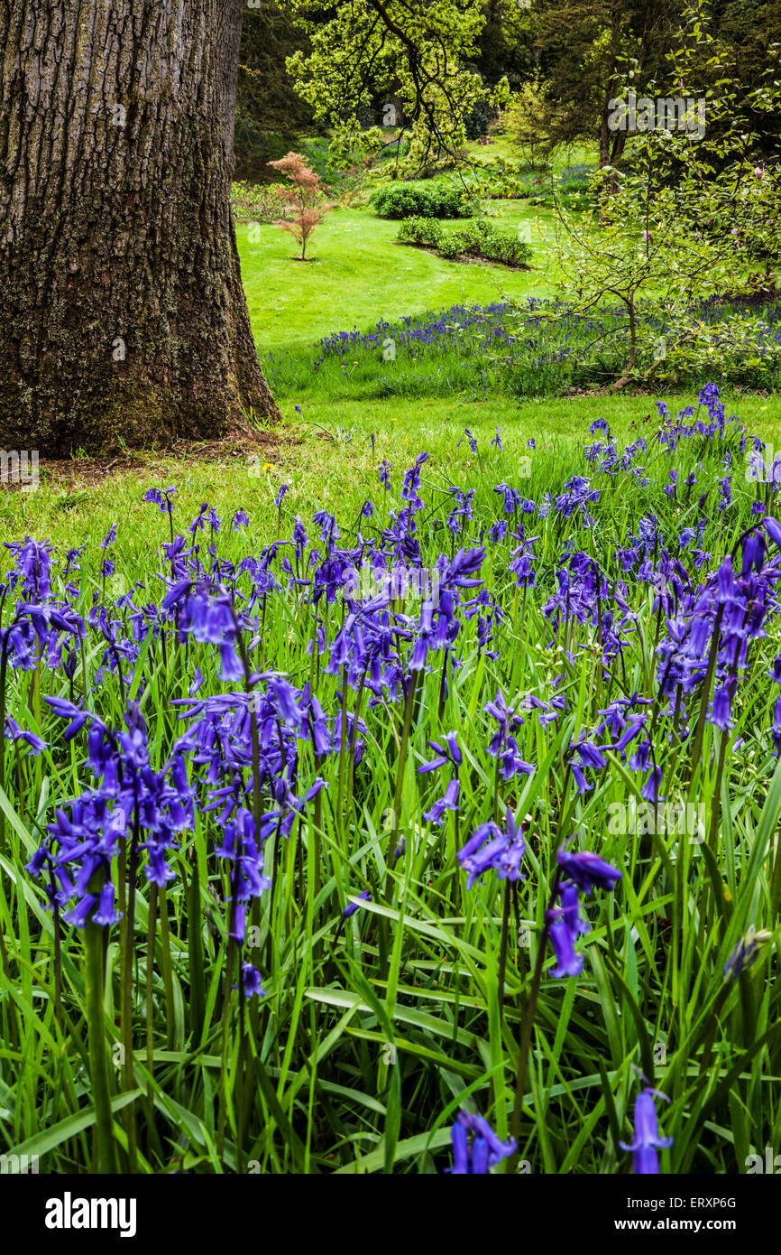 Bluebells in english garden hi-res stock photography and images - Alamy