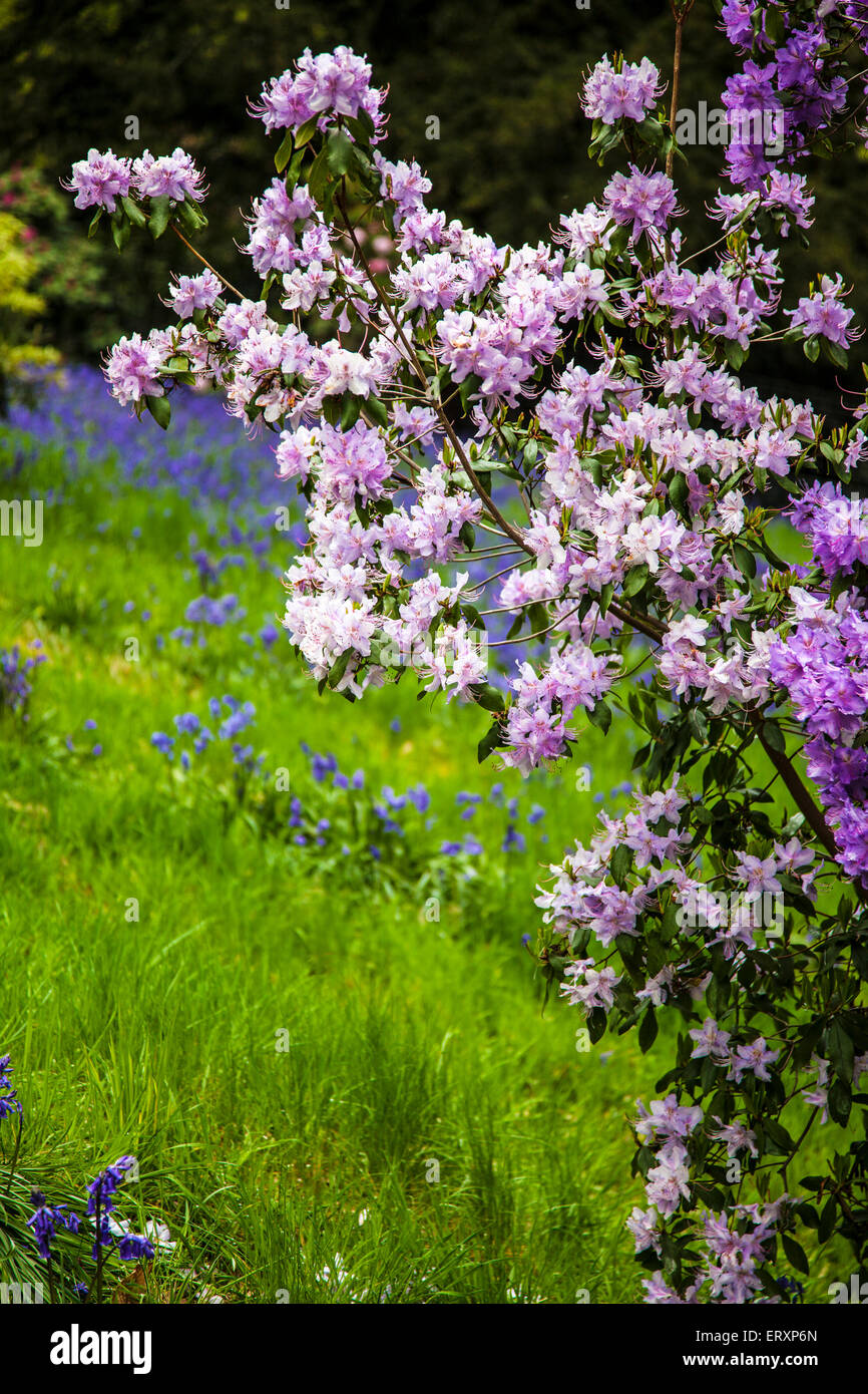 Rhododendrons and bluebells in the Jubilee Garden in the woods of the Bowood Estate in Wiltshire. Stock Photo