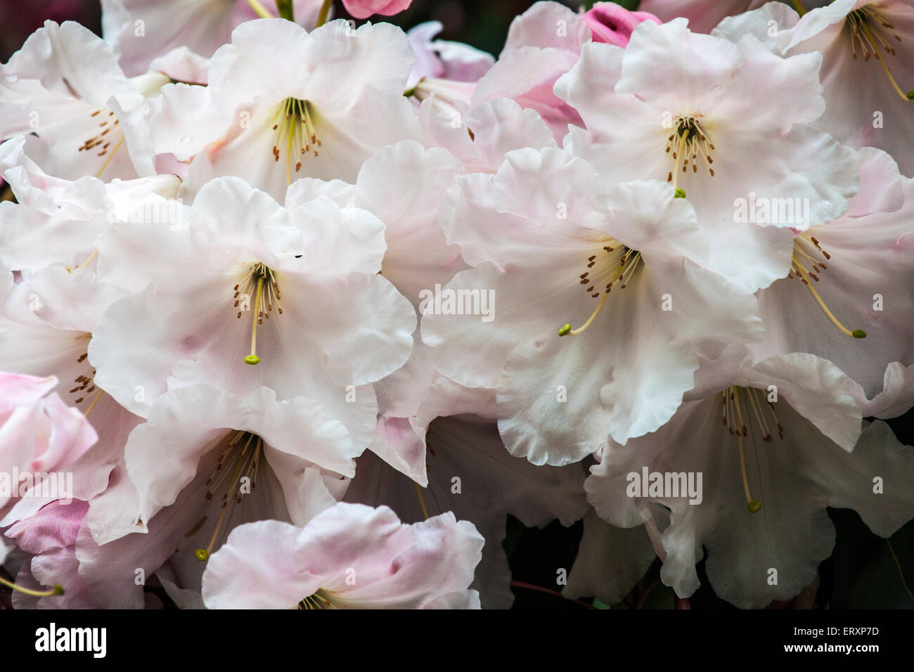 White rhododendron flowers in full bloom. Stock Photo