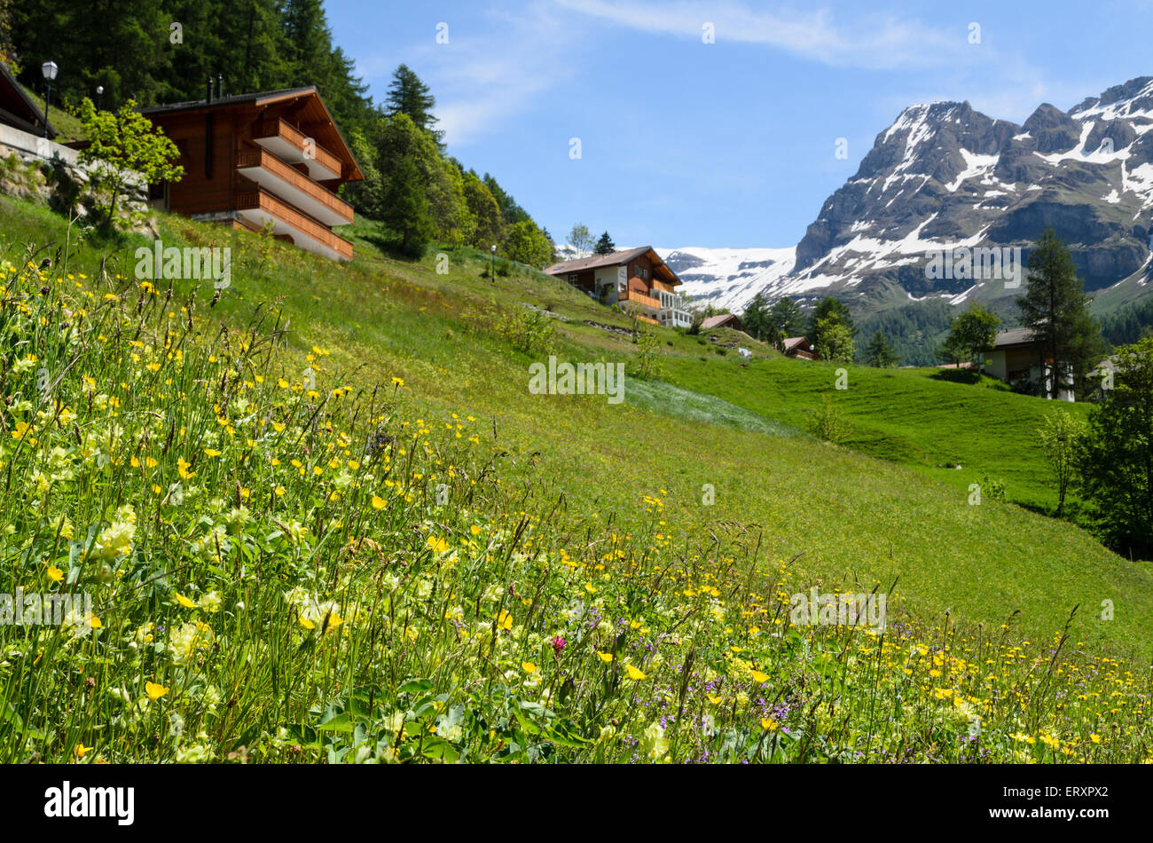 Alpine Meadow at Leukerbad, Valais, Switzerland. Stock Photo