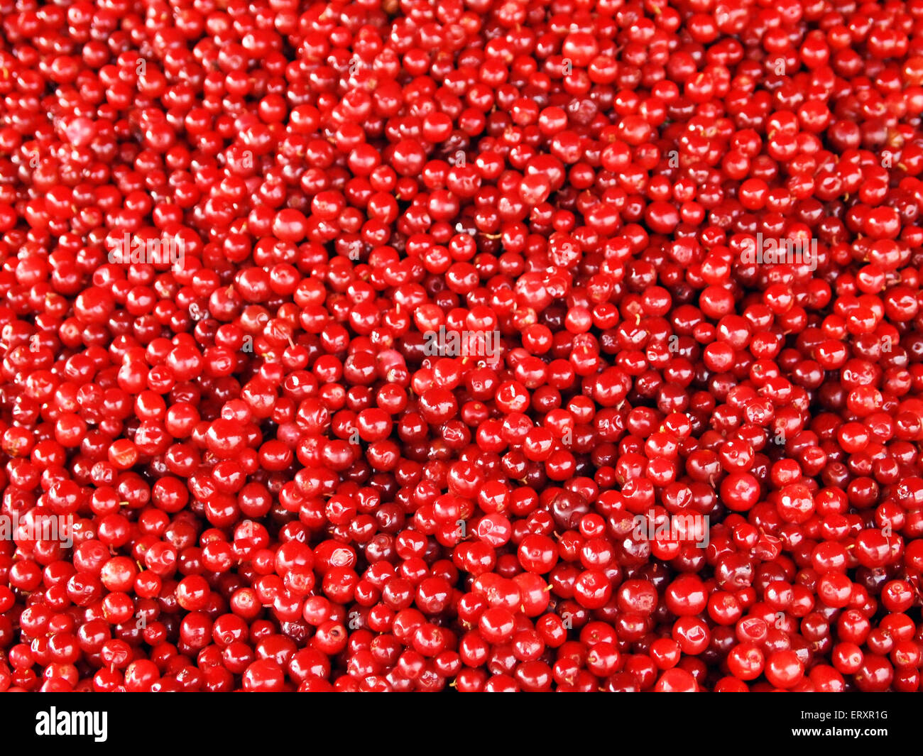 Lingonberries in large quantities Stock Photo
