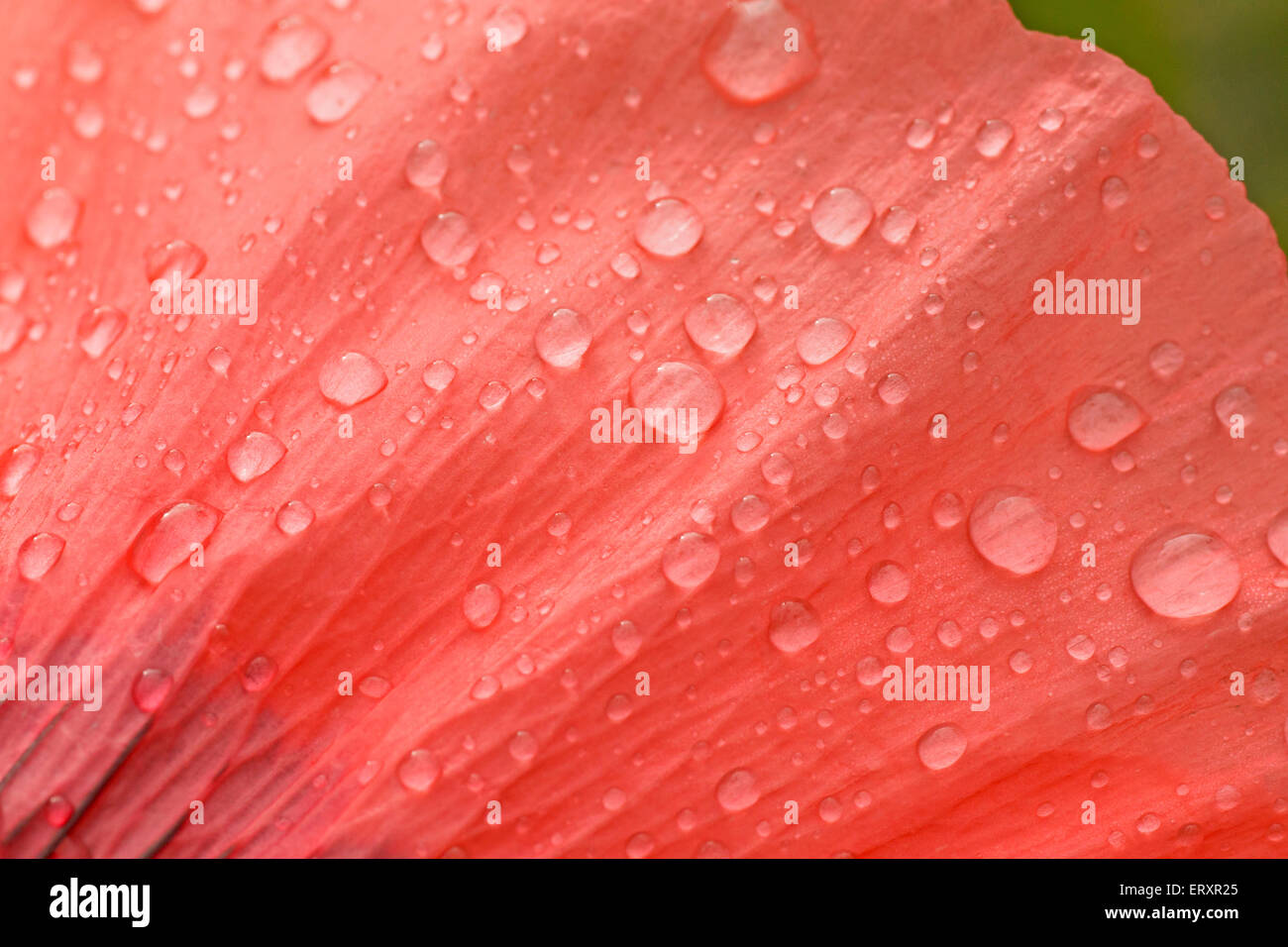 close up of rain drops on petal of poppy Stock Photo