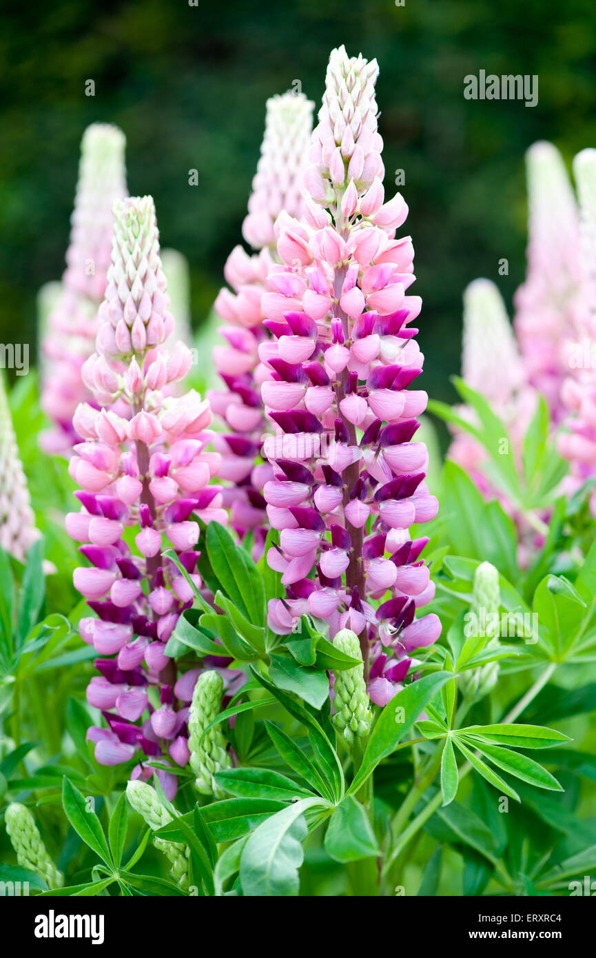 Nobody lupin hires stock photography and images Alamy