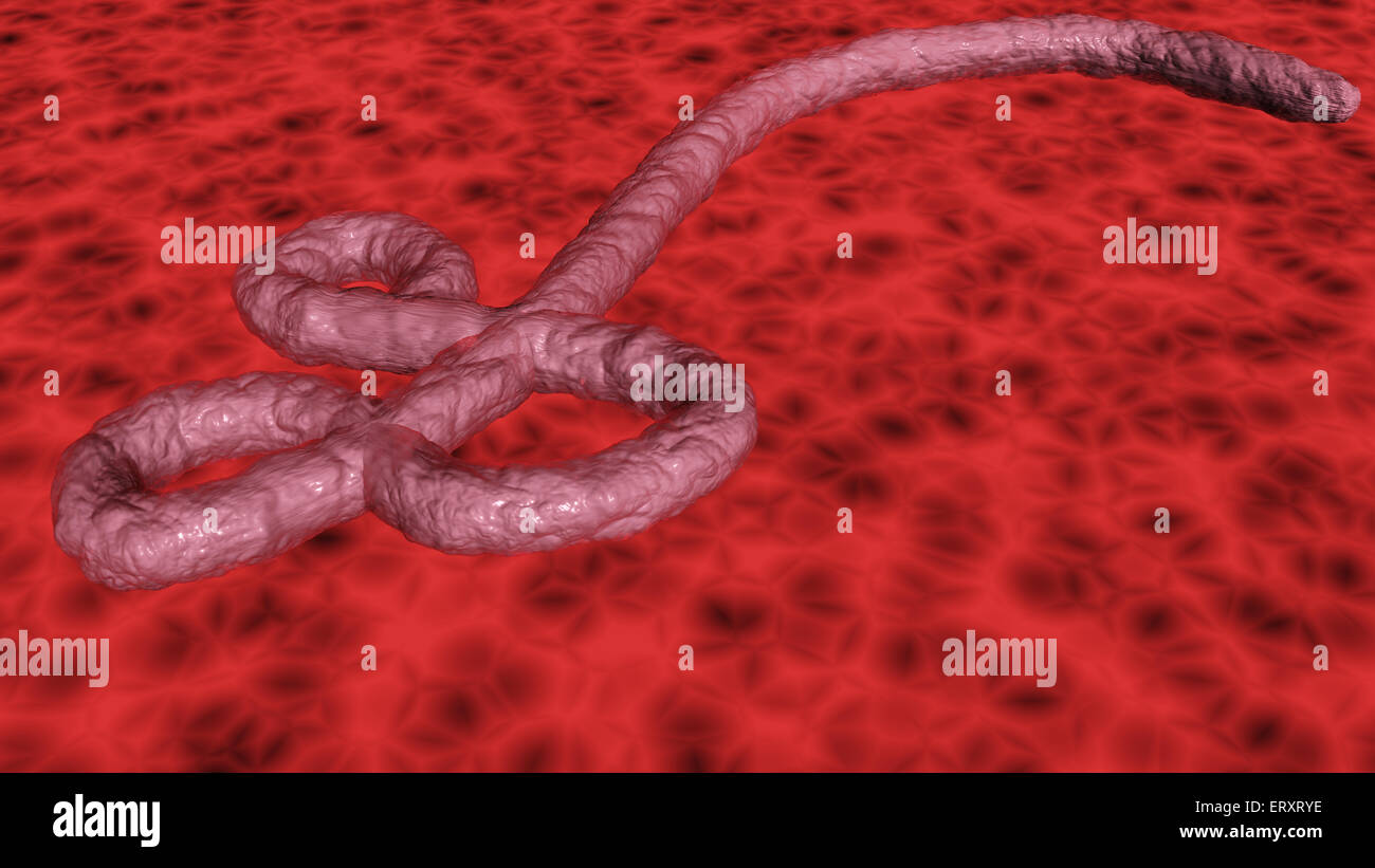 African ebola virus alone 3D rendering with clipping path Stock Photo