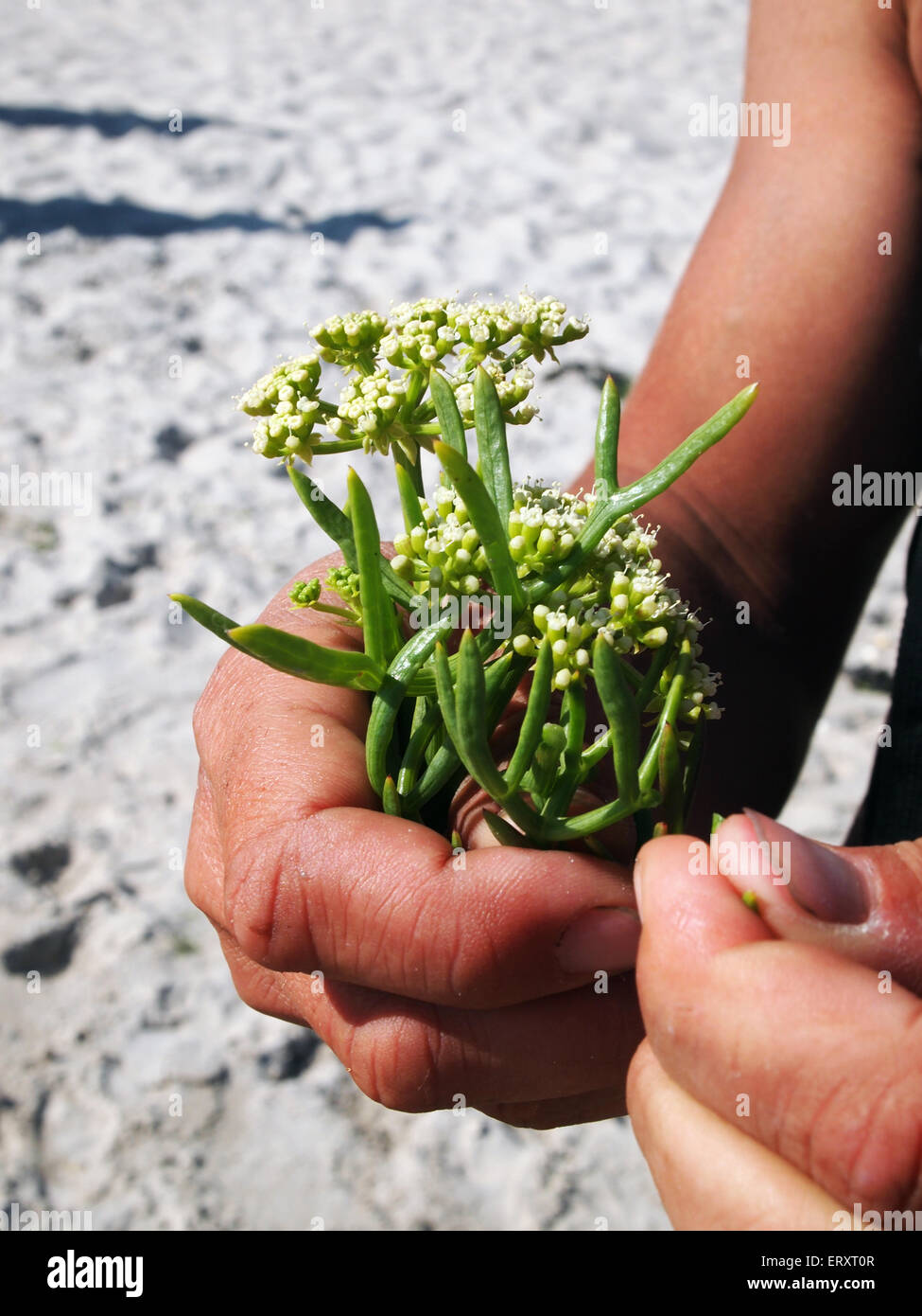 sea vegetable in hand Stock Photo
