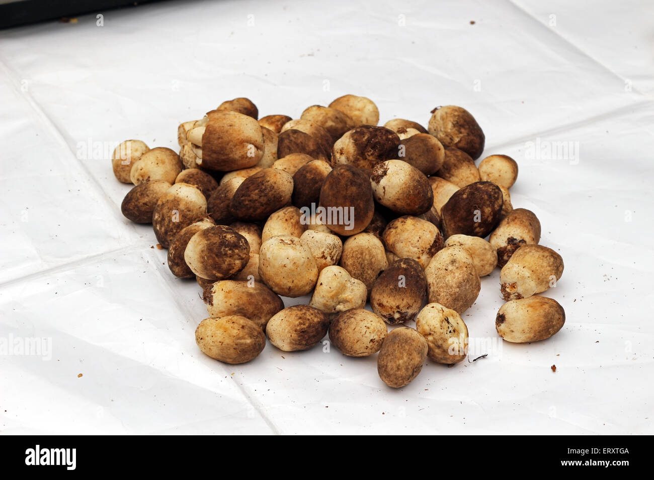 Puffball mushroom hi-res stock photography and images - Alamy
