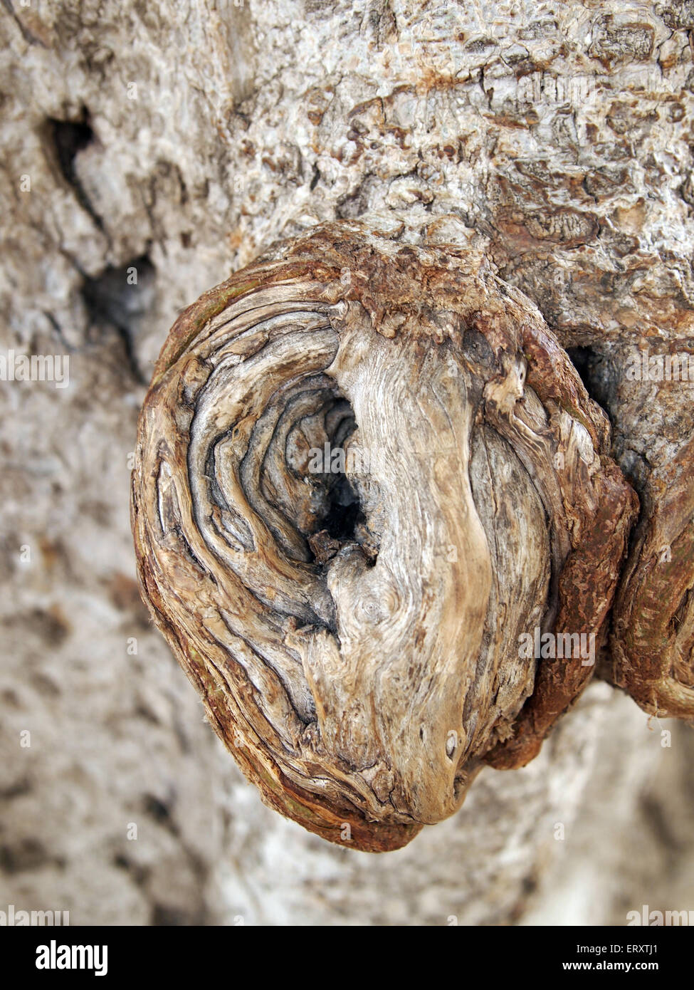 Tree knot hires stock photography and images Alamy