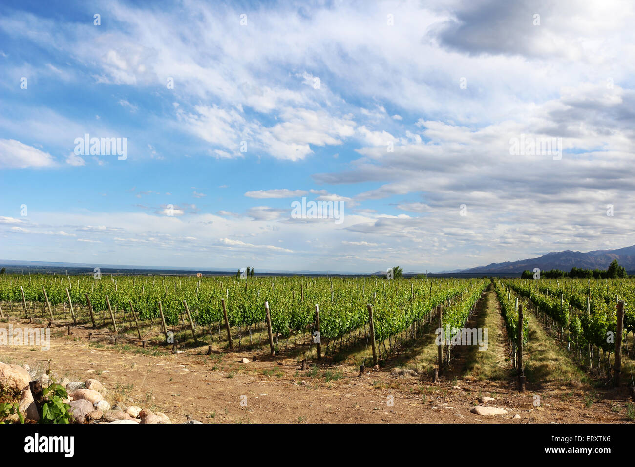 Uco Valley vineyards Stock Photo
